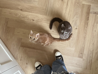 Floorify PVC Visgraat Toro F318