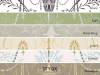 Little Greene Marlborough - Earl