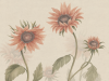 Sandberg Sunflowers - Peach