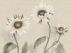 Sandberg Sunflowers - White