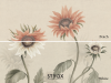 Sandberg Sunflowers - Peach