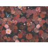 Little Greene Lily Pads - Adventurer