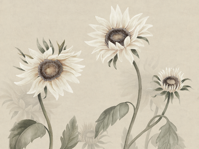 Sandberg Sunflowers - White
