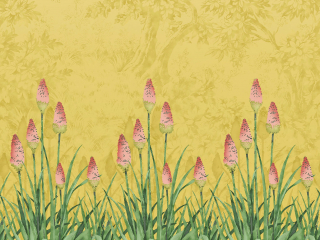 Little Greene Upper Brook Street - Soleil