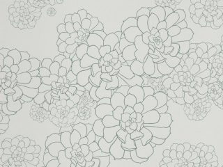 Paint & Paper Library Aeonium - Blue Gum