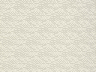 Paint & Paper Library Seedpod - Wattle