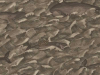 Cole & Son Melville - 103/1005