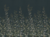 Sandberg Ivy - Midnight Blue