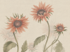 Sandberg Sunflowers - Peach