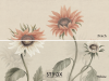 Sandberg Sunflowers - White