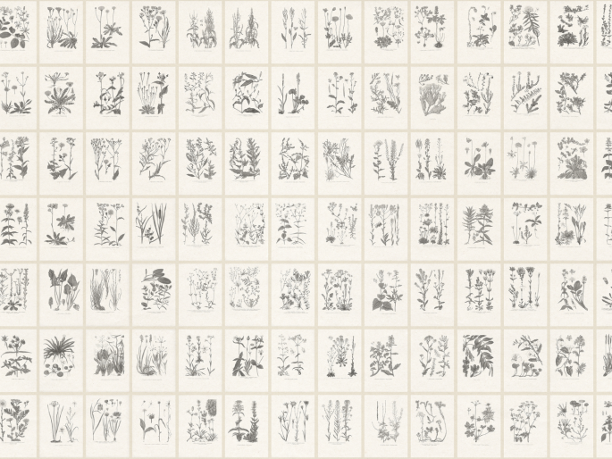Sandberg Botanica - Graphite