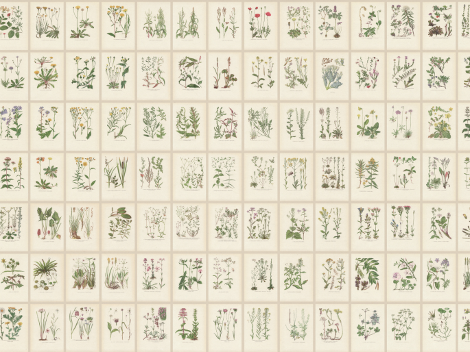 Sandberg Botanica - Oat
